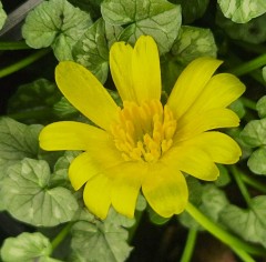 Ranunculus Ficaria 'Diane Rowe'